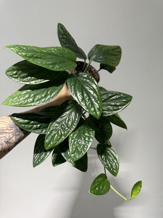 Епіпремнум Марбл Пленет, філодендрон Halo, Лемон Лайм, Бразіл, Міканс