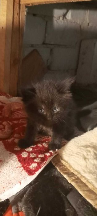 Кошенята в добрі руки