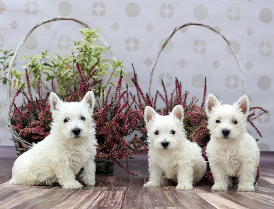 West Highland White Terrier - szczeniaki