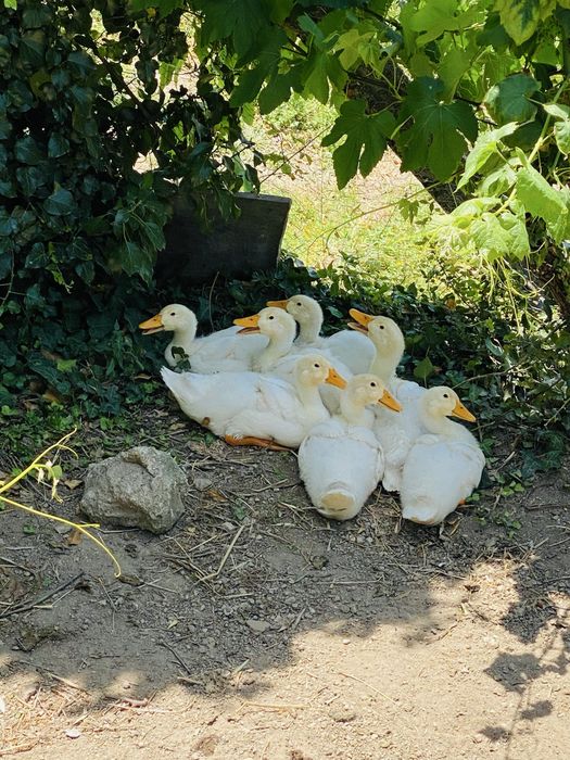 Patos de pequim