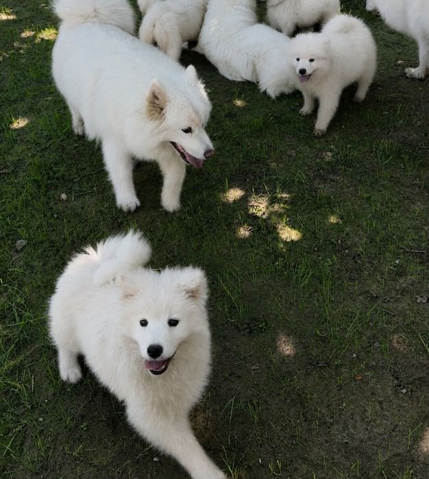 Suczka Samoyed Samojed Zapraszamy