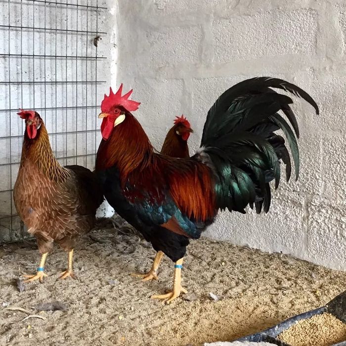 Galinhas legorne