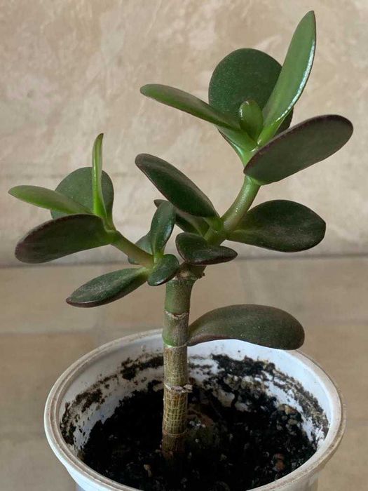 Грошове дерево Красула Товстянка