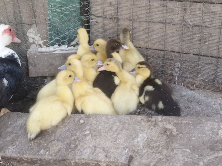 Pata com patinhos