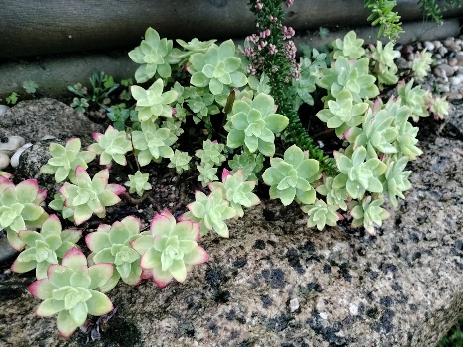 Suculenta para vasos