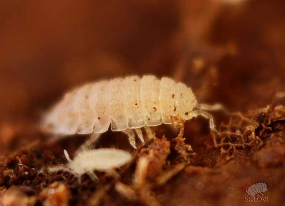 Haplophthalmus cf. danicus, równonogi, isopoda, ekipa sprzątająca