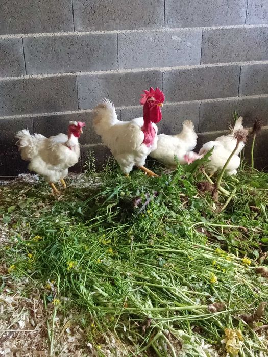 Ovos raça autóctone branca portuguesa