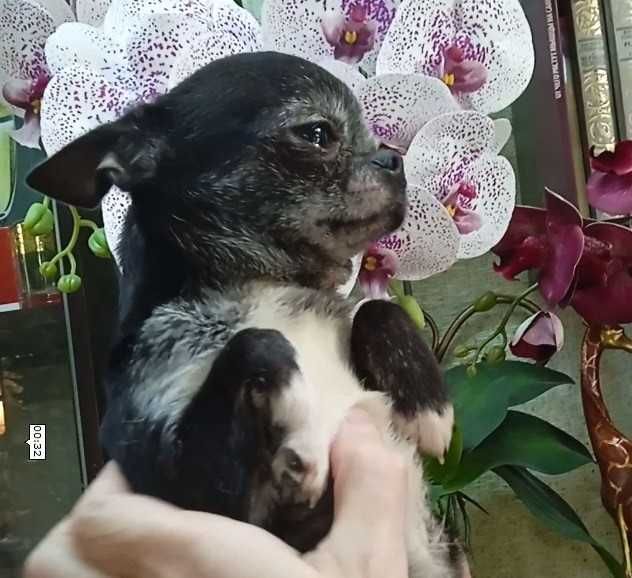 Молодой маленький кобелек чихуа, бэби-фейс