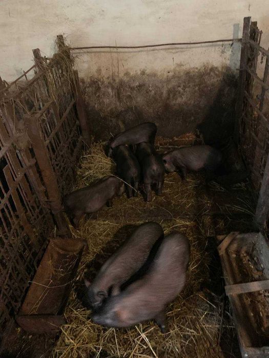 Поросята (Свині)