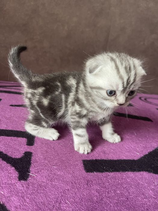 Шотландські кошенята