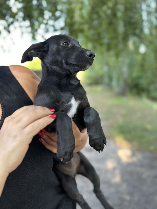 Цуценятко  середніх  порід в добрі руки