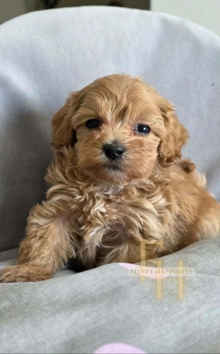 Maltipoo**Cudowny Chłopak**Do Rezerwacji