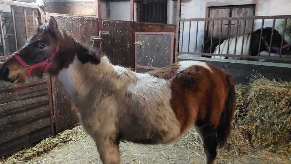 Ogier huculski Roczny