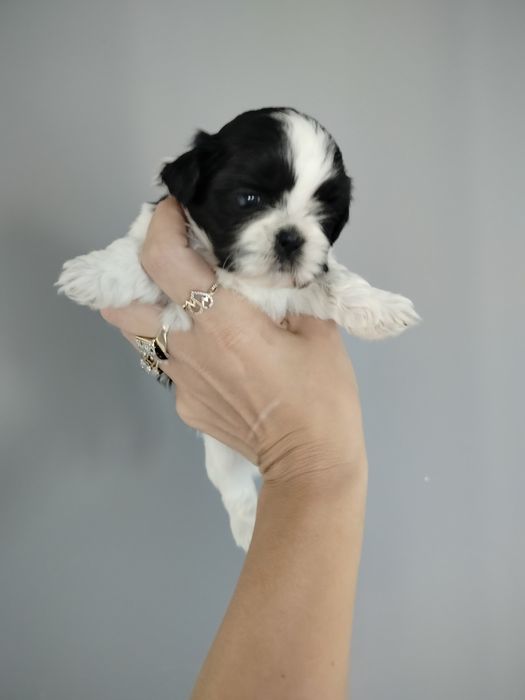 Suczka Shih Tzu gen czekolada