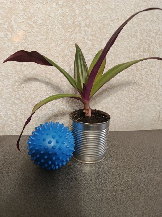 Рео традесканция