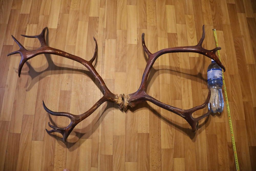 Рога Оленя парные