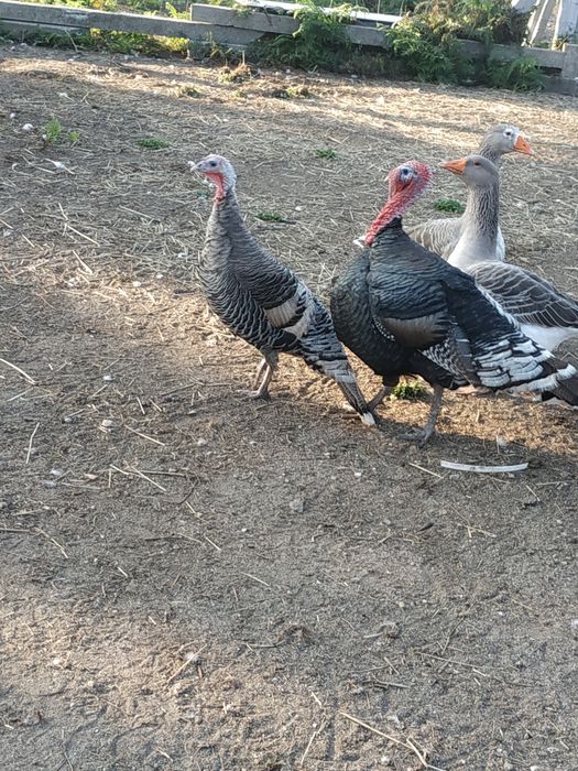 Perus e peruas para venda