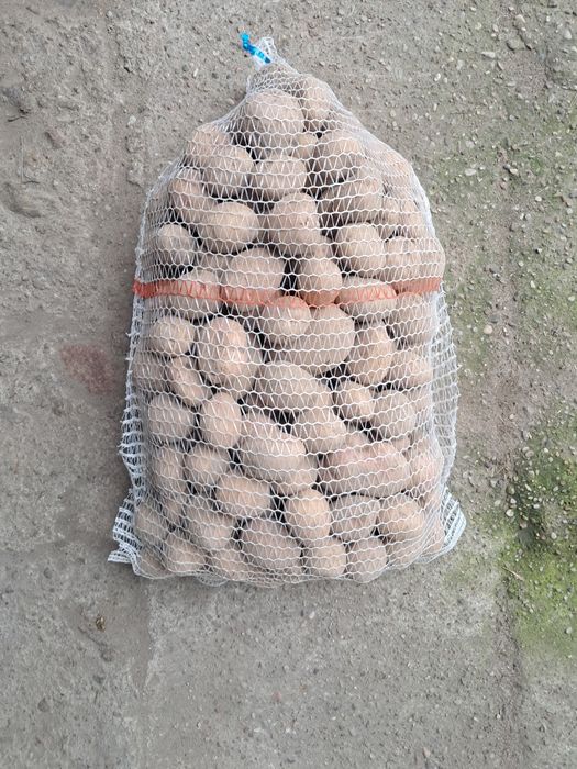 Ziemniaki Irga bez chemii