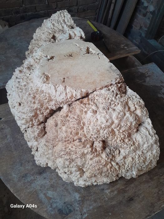 Великий зріз капа кленового для творчих робіт