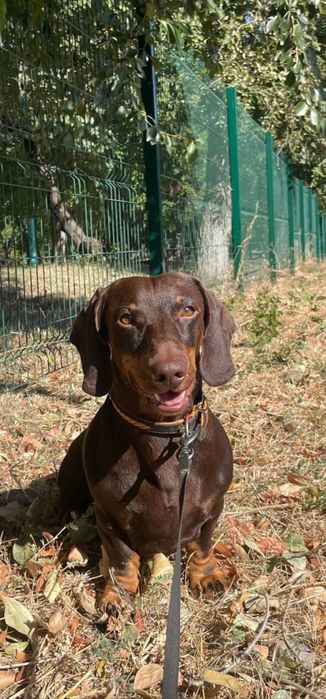 Вязка Таксы Стандартной Шоколадного Окраса