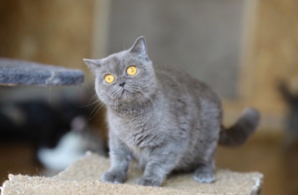 Кошечка Мандрагора 1,5 года, серая красивая кошка, нежность