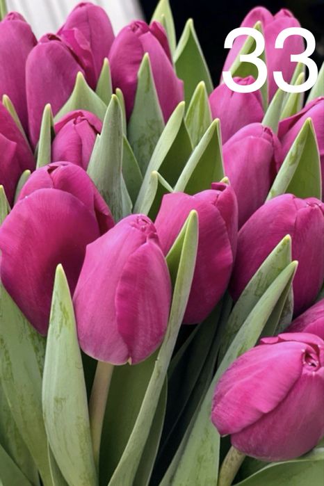 Тюльпан опт та роздріб