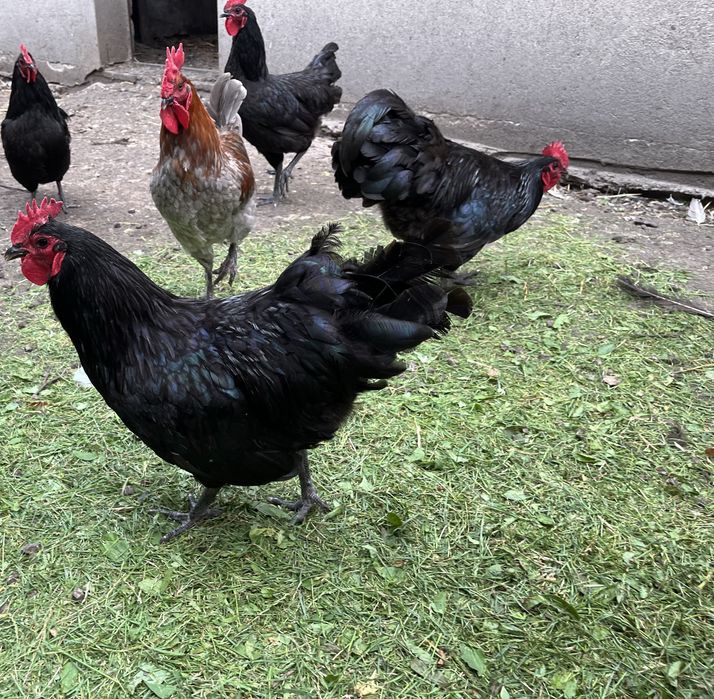 Kogut australorp