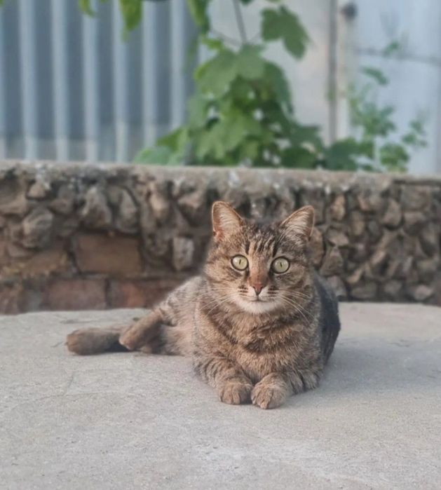 Отдам даром в добрые руки полосатую кошечку