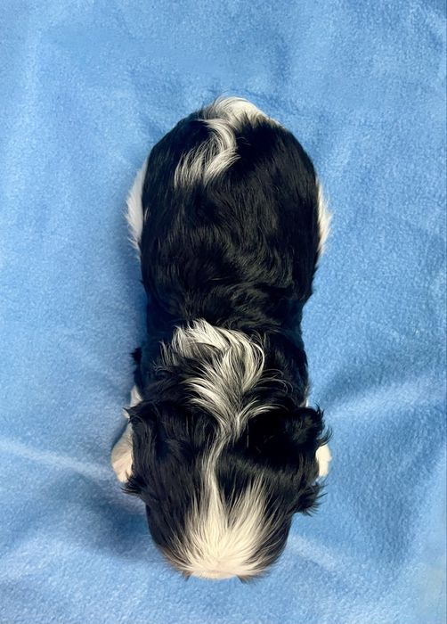 Cavalier Tricolor fantástico