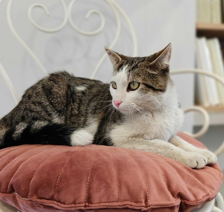 Kiwuś – kocia miłość, która nie zna barier. Adoptuj!
