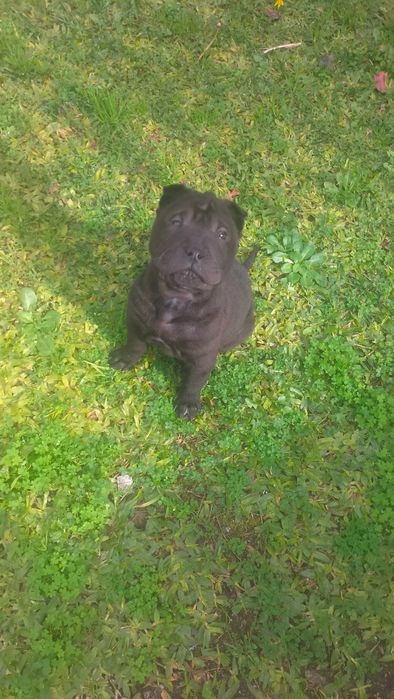 Shar pei fêmea  linda