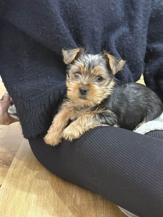 York Shire Terrierrrrr