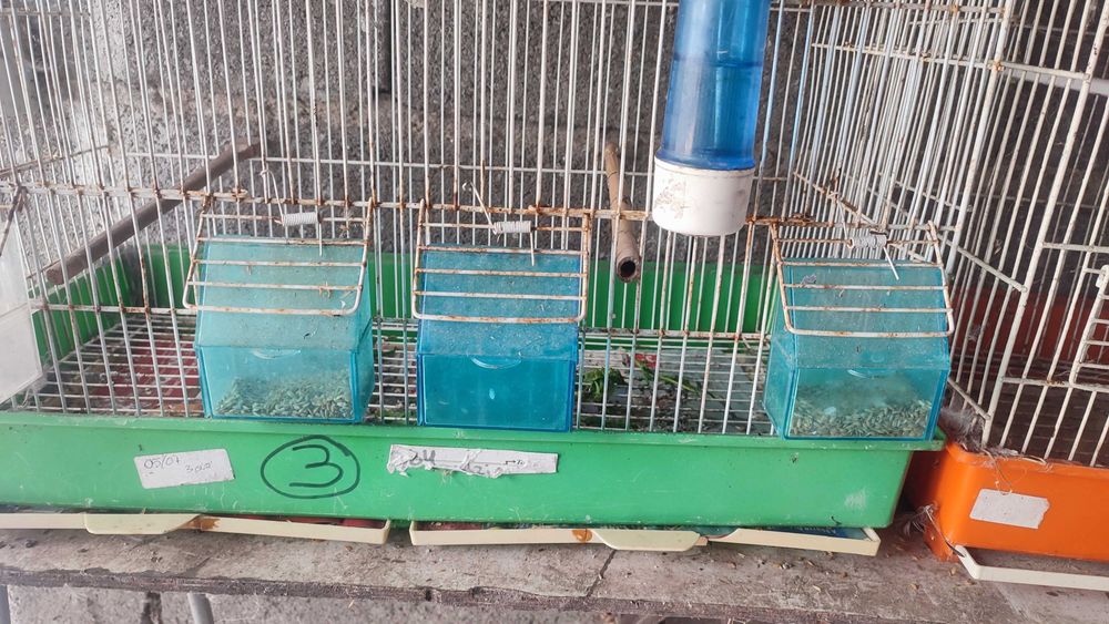 Gaiolas  em bom estado