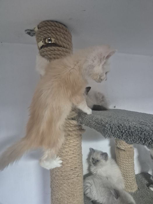 Śliczny kocurek Maine coon