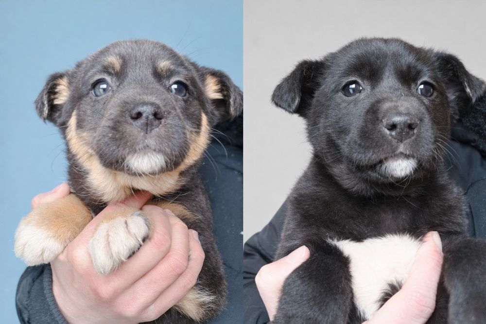 Вакцинированый щенок+бесплатная стерилизация