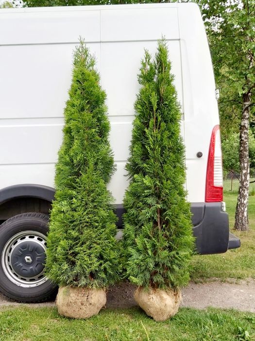 Tuja szmaragd 120-130cm