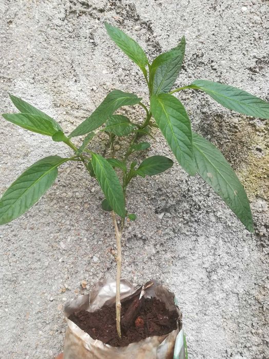 Pera Meloa - Amarela - Solanum Muricatum