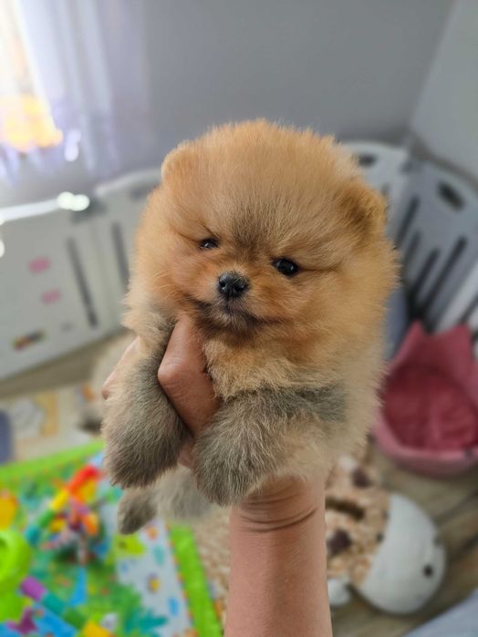 Pomeranian szpic miniaturowy FCI