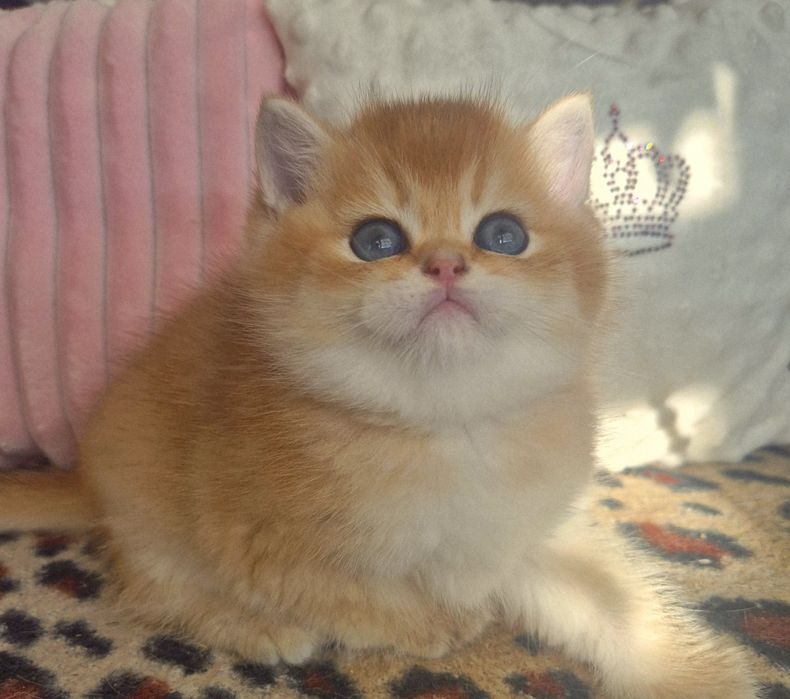 Золоті красунчики хлопчики дівчатка