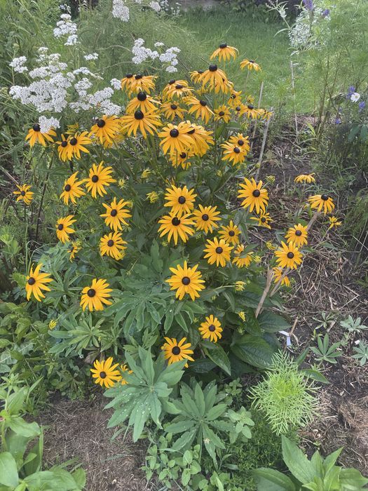 Rudbekia naga wysoka i inne,byliny wieloletnie