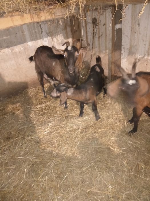 Koza kuzka  młoda koziołek