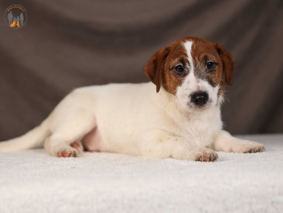 Jack Russell Terrier grzeczny piesek