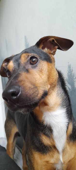 Oddam pieska w dobre ręce