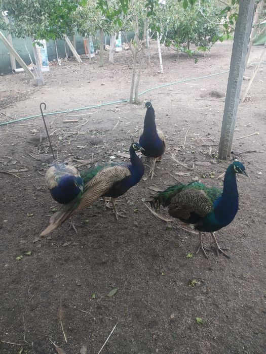 Ovos de Pavão galados e de faisões.