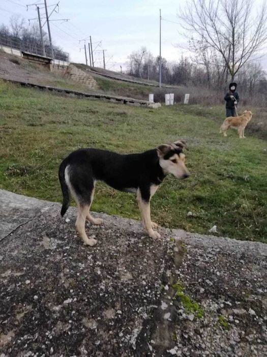 Метис хаскі, молода стерилізована собака