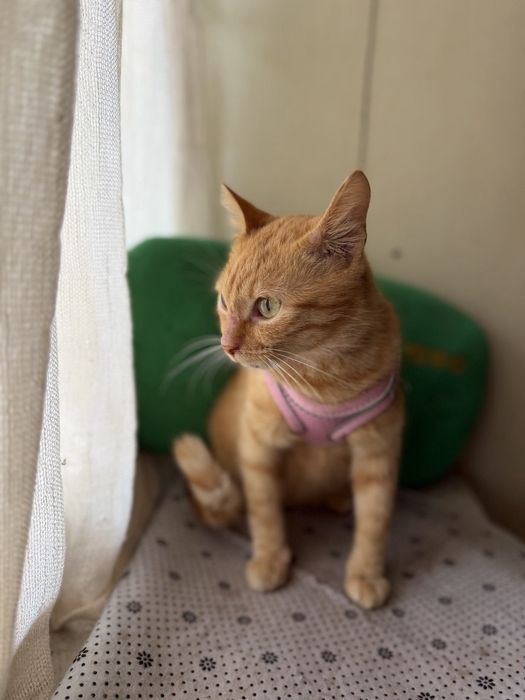 Шукаємо родину для котика