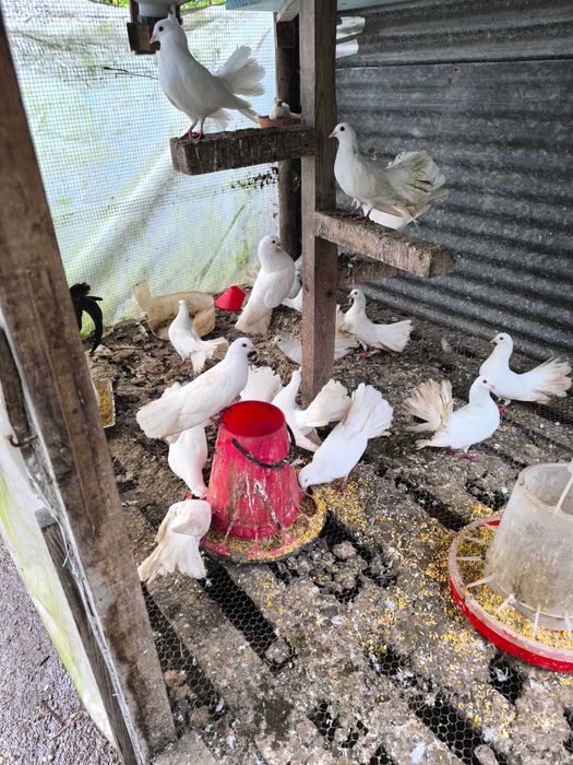 Pombas de leque brancas para casamentos e outros fins..