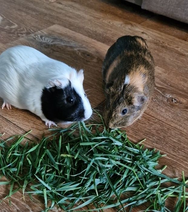 Віддам морських свинок