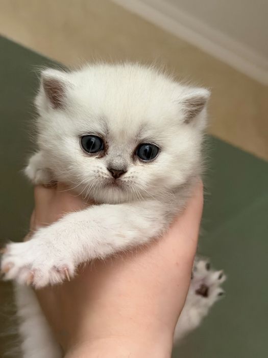 Срібна шиншила котики