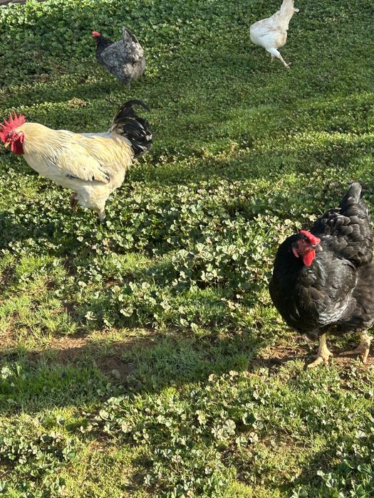 Ovos de galinhas do campo.